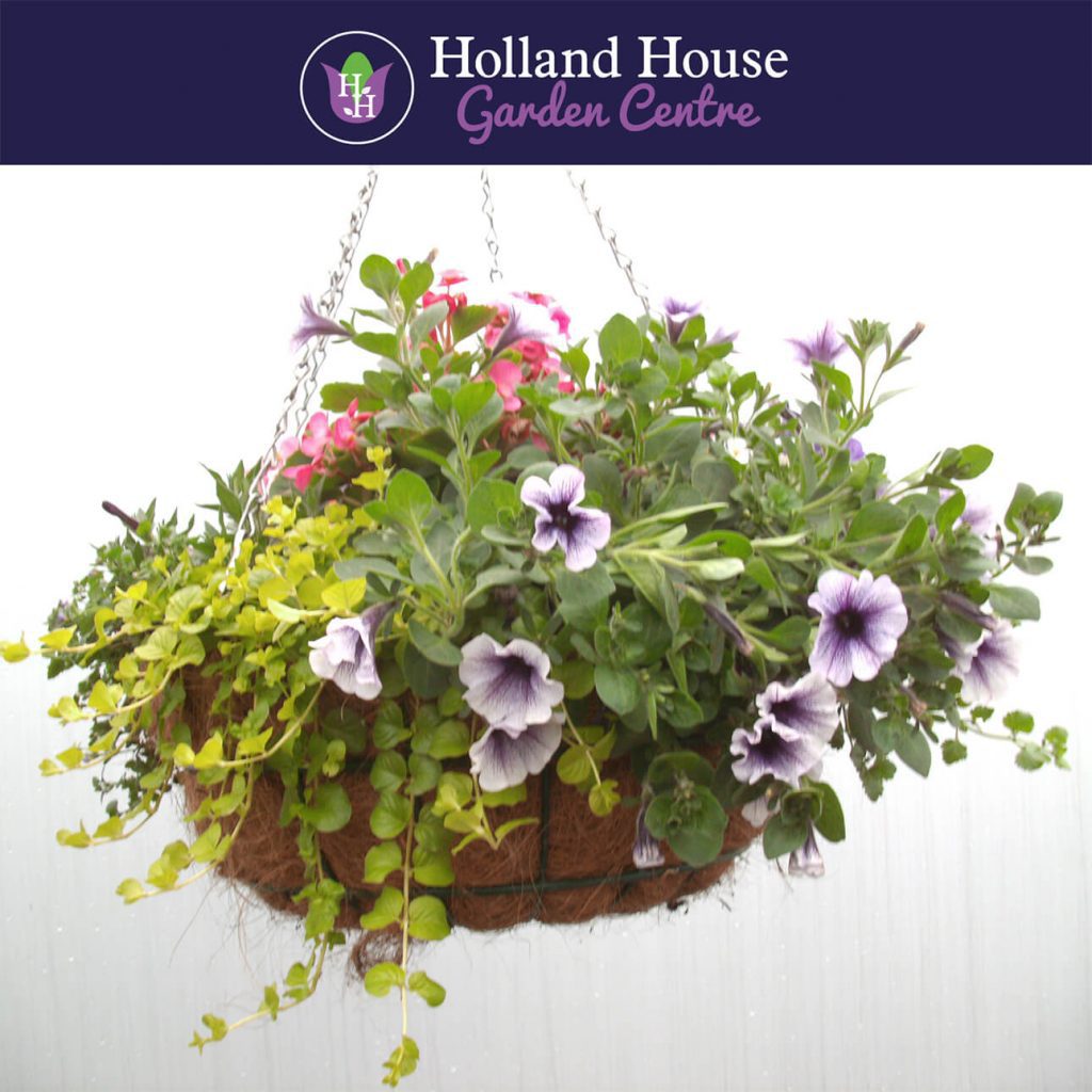 Hanging Baskets for Pubs & Restaurants Holland House Garden Centre