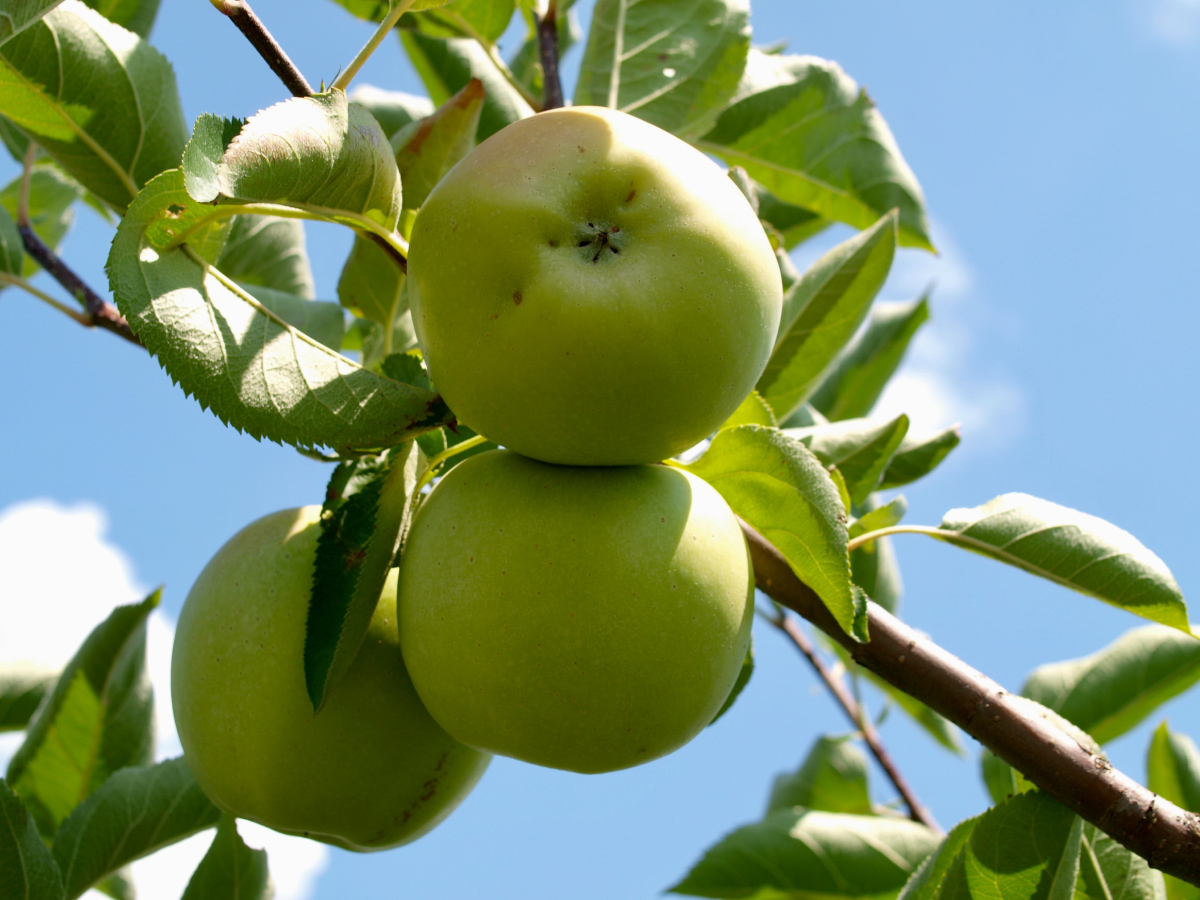 How to prune young fruit trees