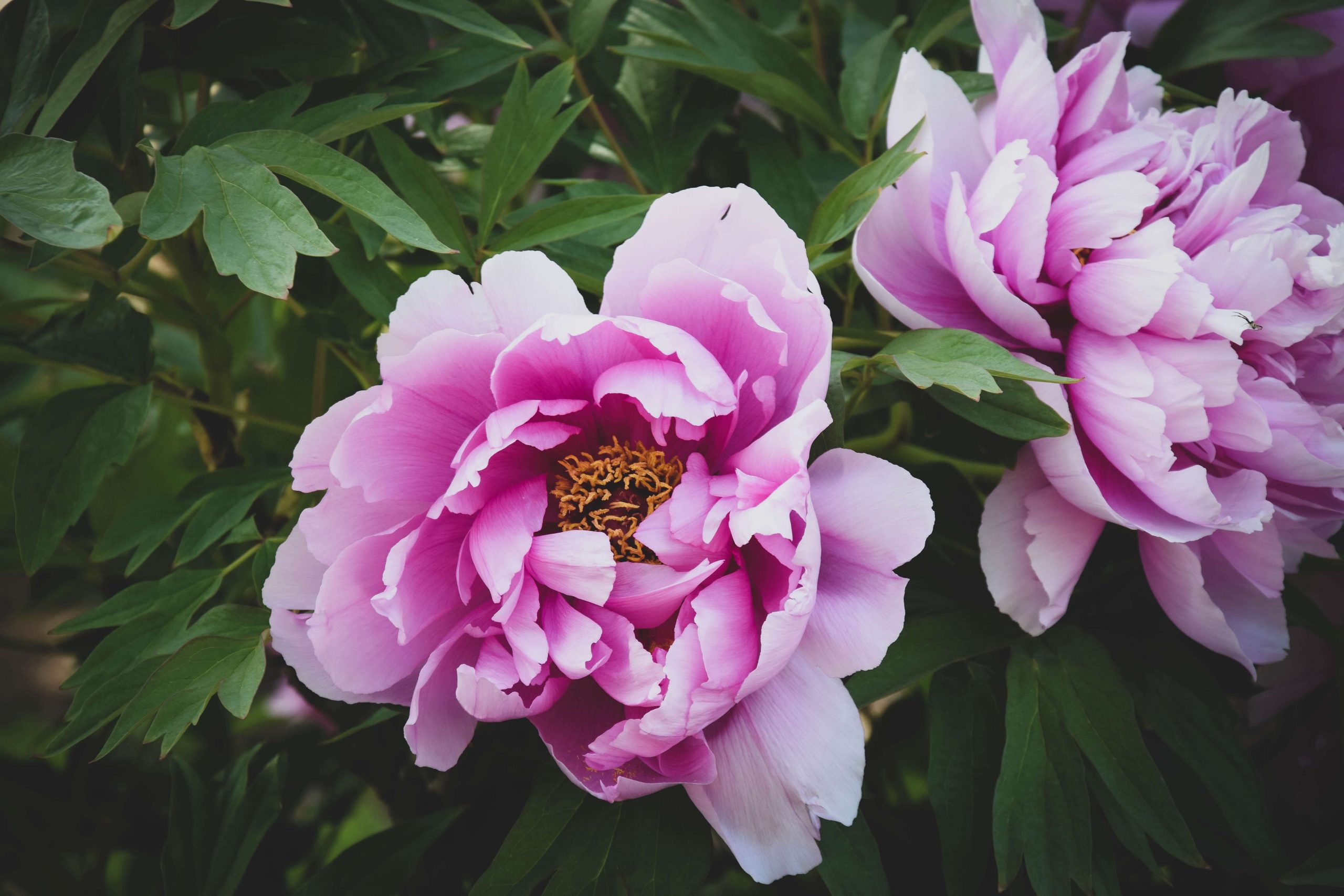 Tips for growing Peonies