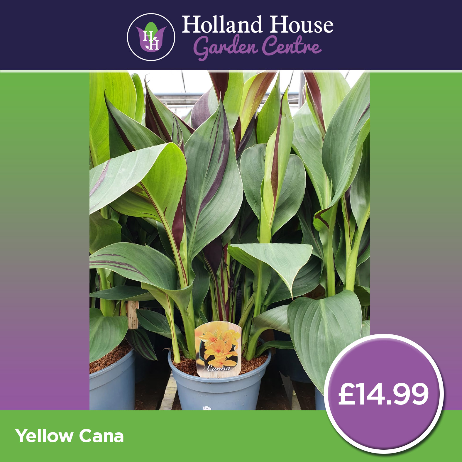 Yellow Canna - Holland House Garden Centre Preston