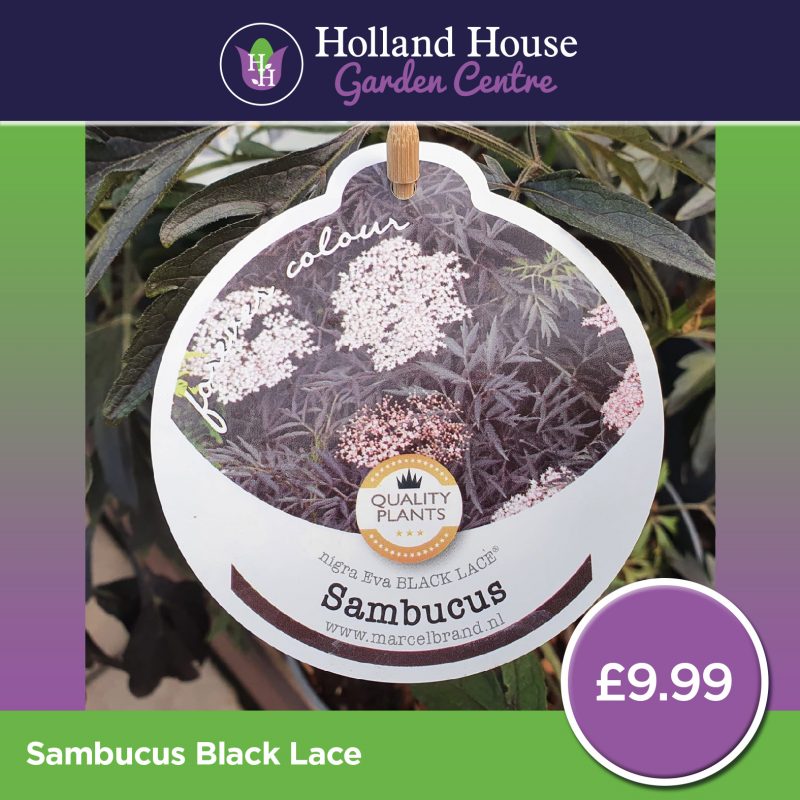Sambucus Black Lace