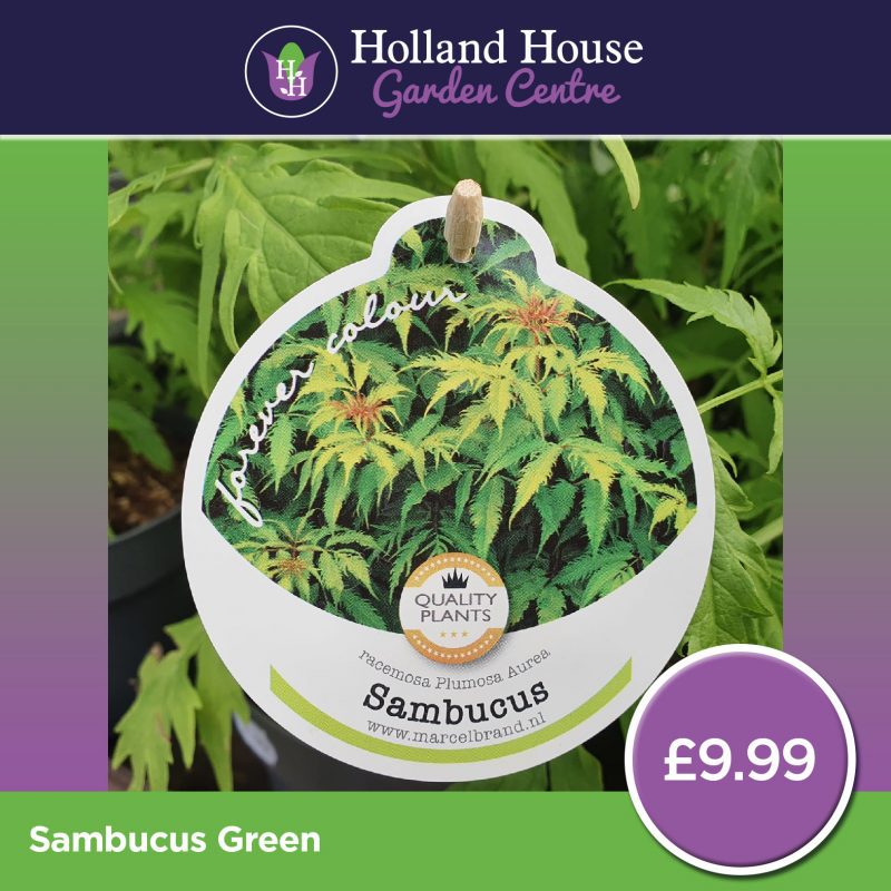 Green Sambucus