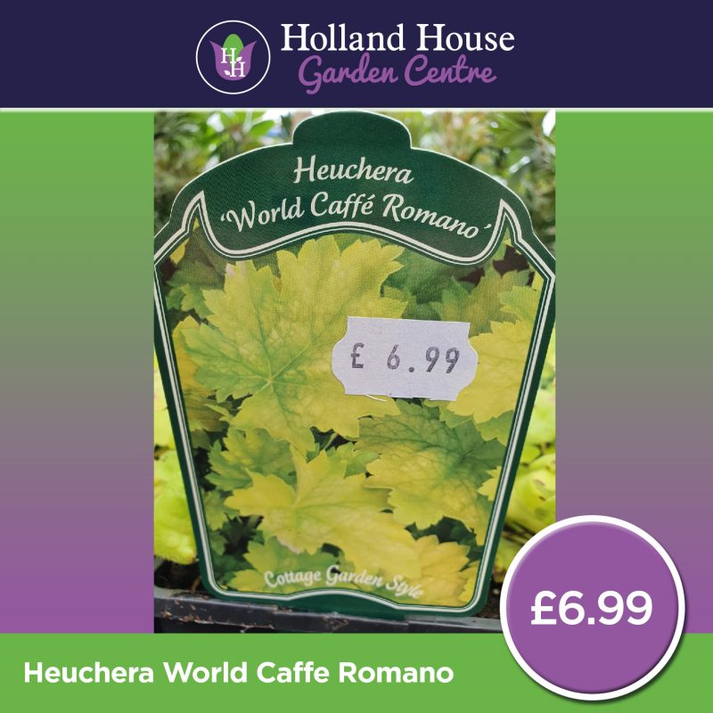 Heuchera World Caffe Romano