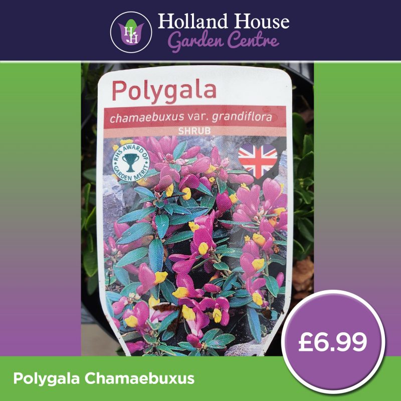 Polygala Chamaebuxus