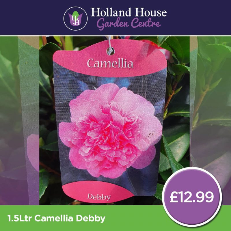 Camellia Debby