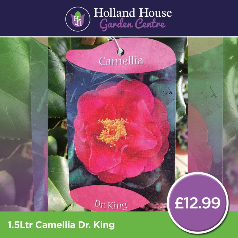 Camellia Japonica Dr. King