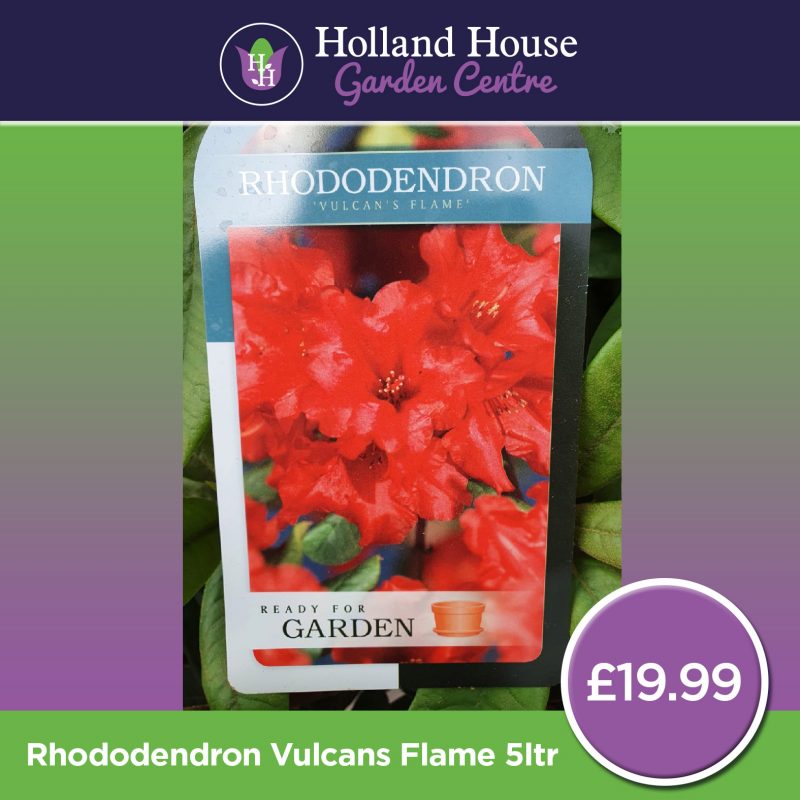 Rhododendron Vulcans Flame