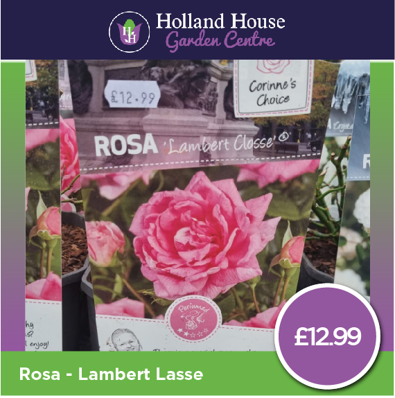 Rosa Lambert Classe