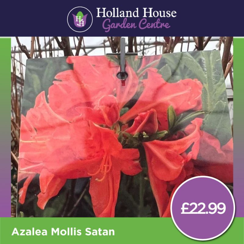 Azalea Mollis Satan