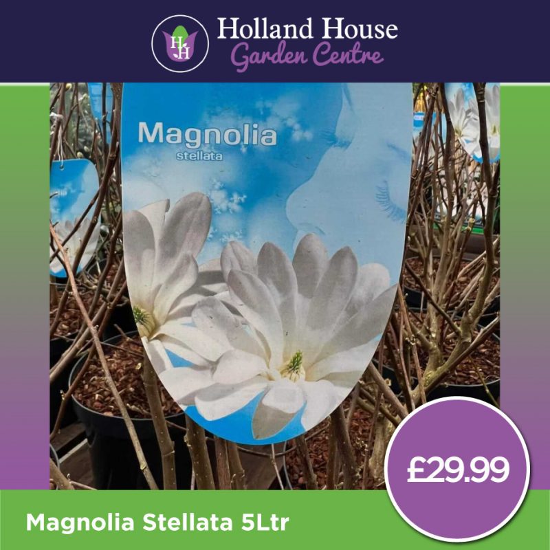 Magnolia Stellata 5Ltr