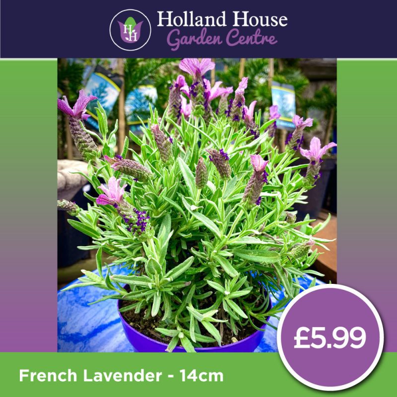 French Lavender 14cm