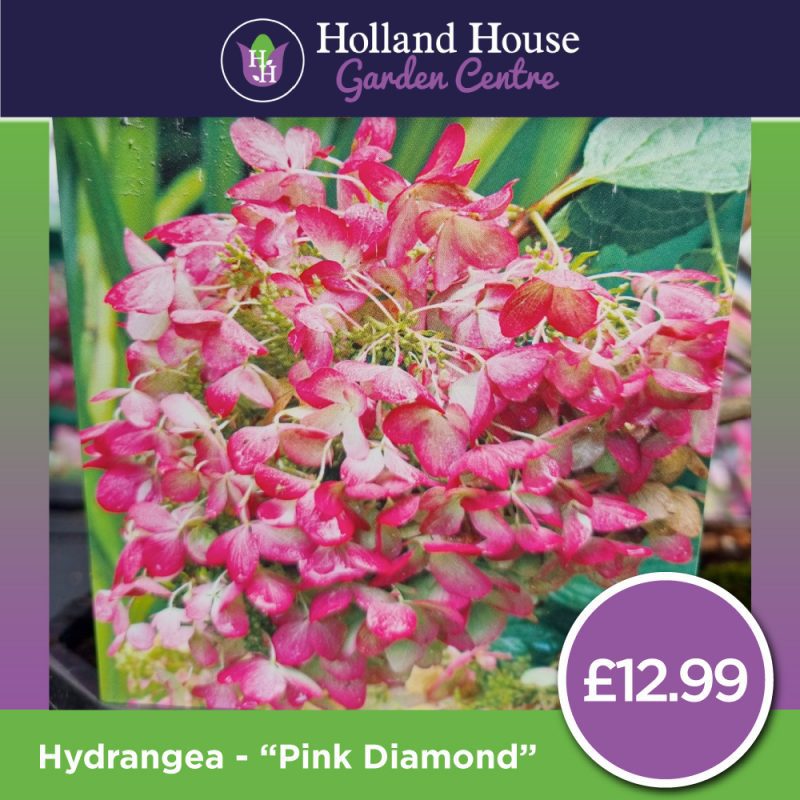 Hydrangea Pink Diamond
