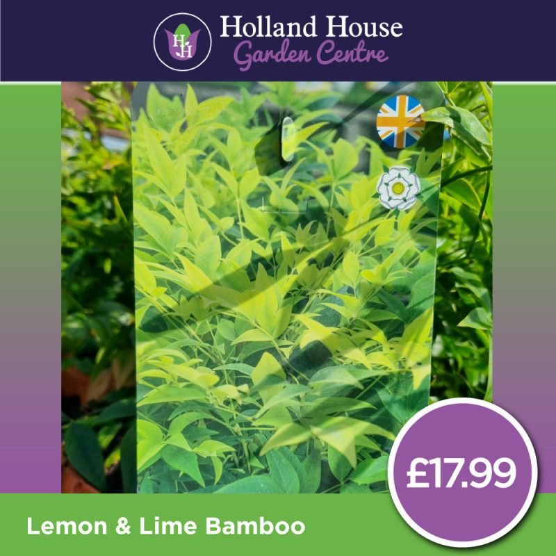 Lemon & Lime Bamboo