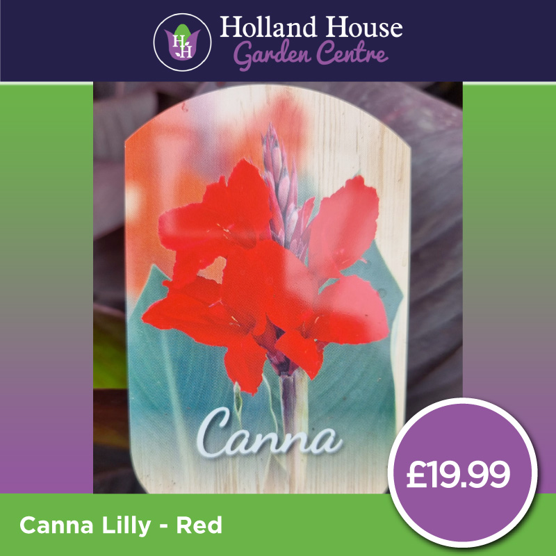 Canna Lilly - Red