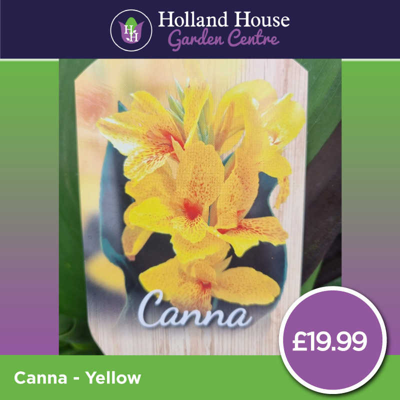 Canna - Yellow
