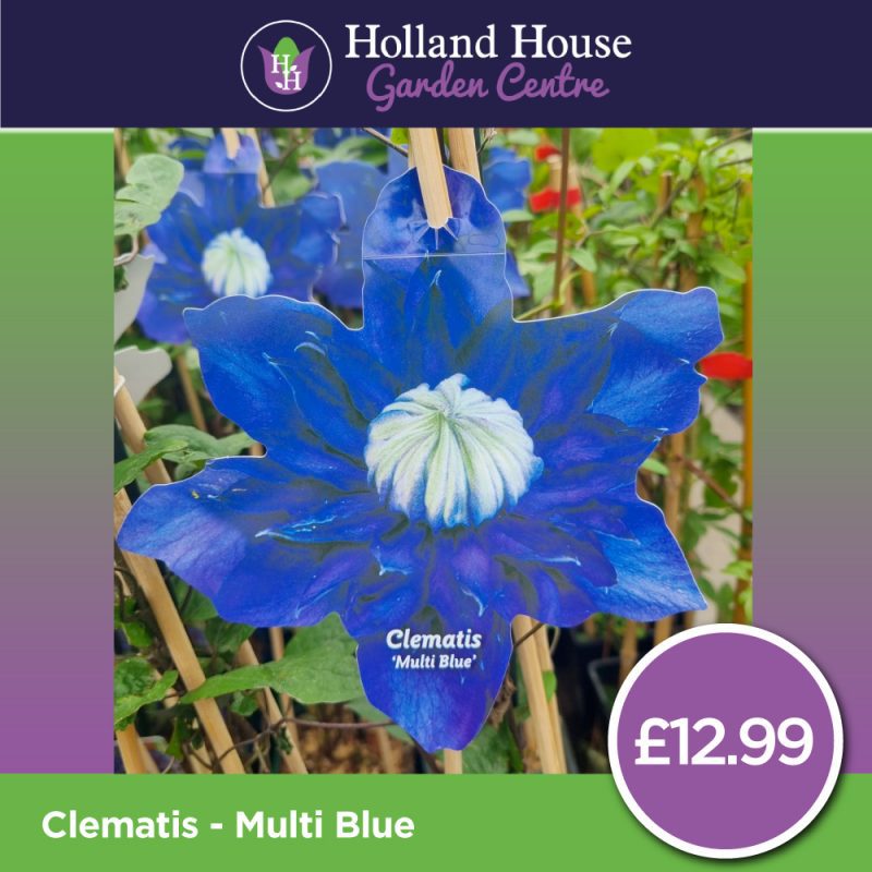 Clematis Multi-Blue