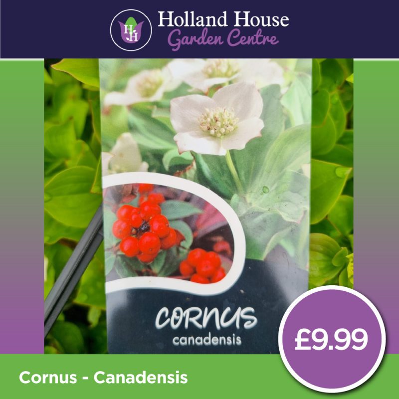 Cornus Canadensis