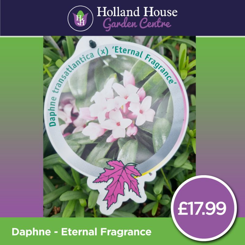 Daphne Eternal-Fragrance