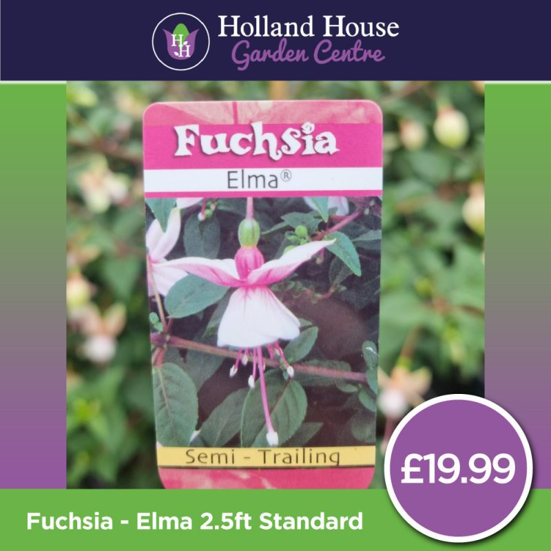 Fuchsia Elma 2.5ft-Standard