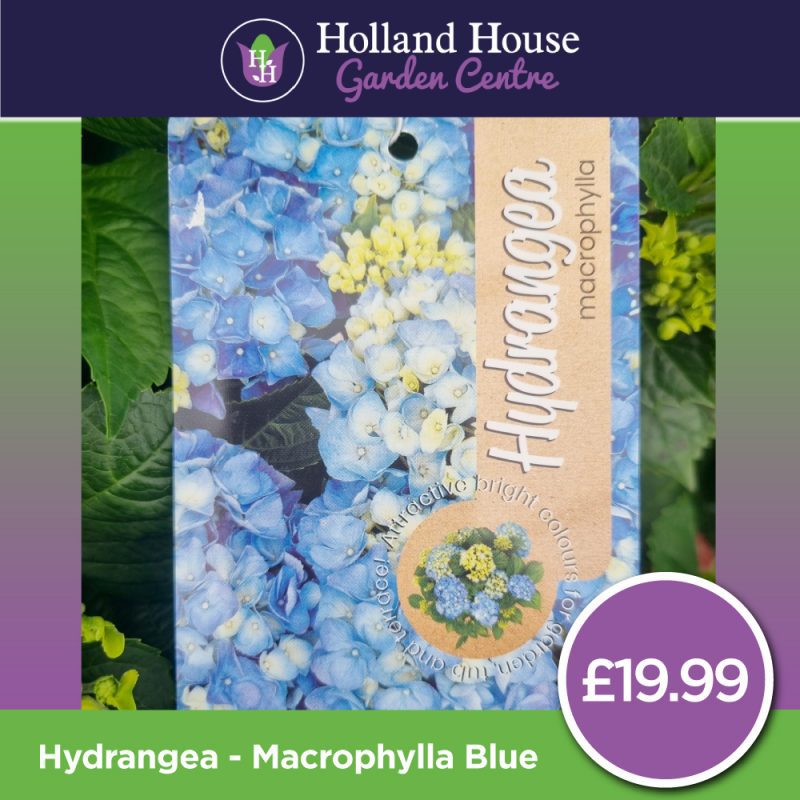 Hydrangea Macrophylla-Blue - Large
