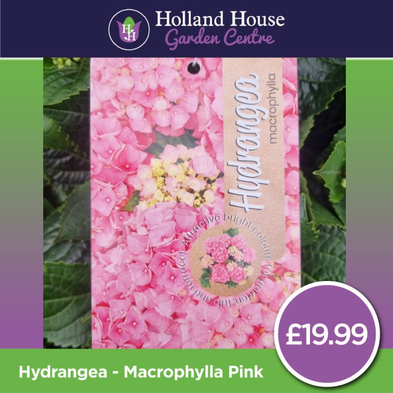 Hydrangea Macrophylla-Pink Large