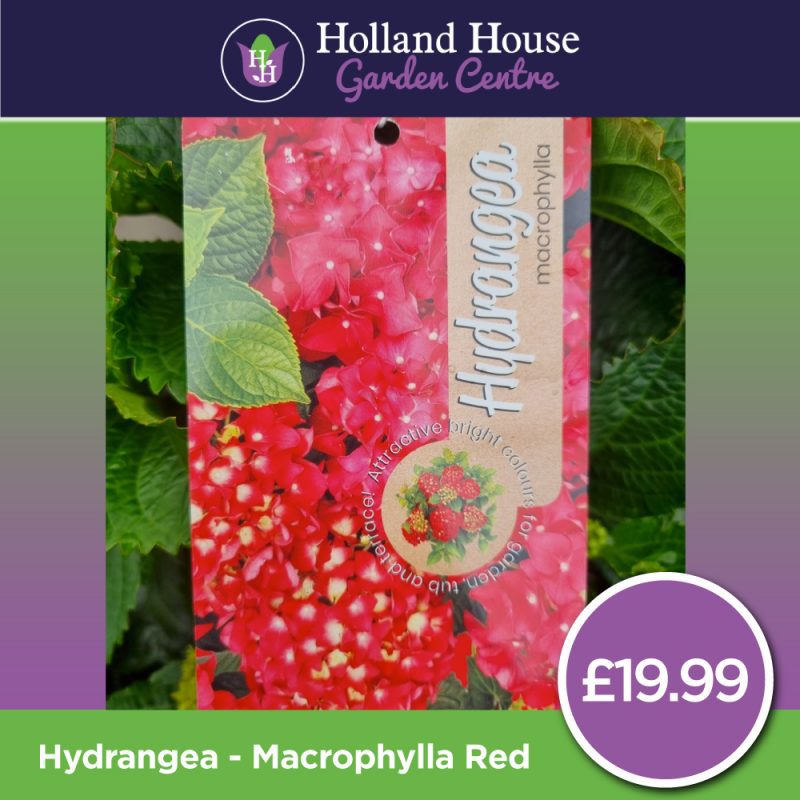 Hydrangea Macrophylla-Red Large