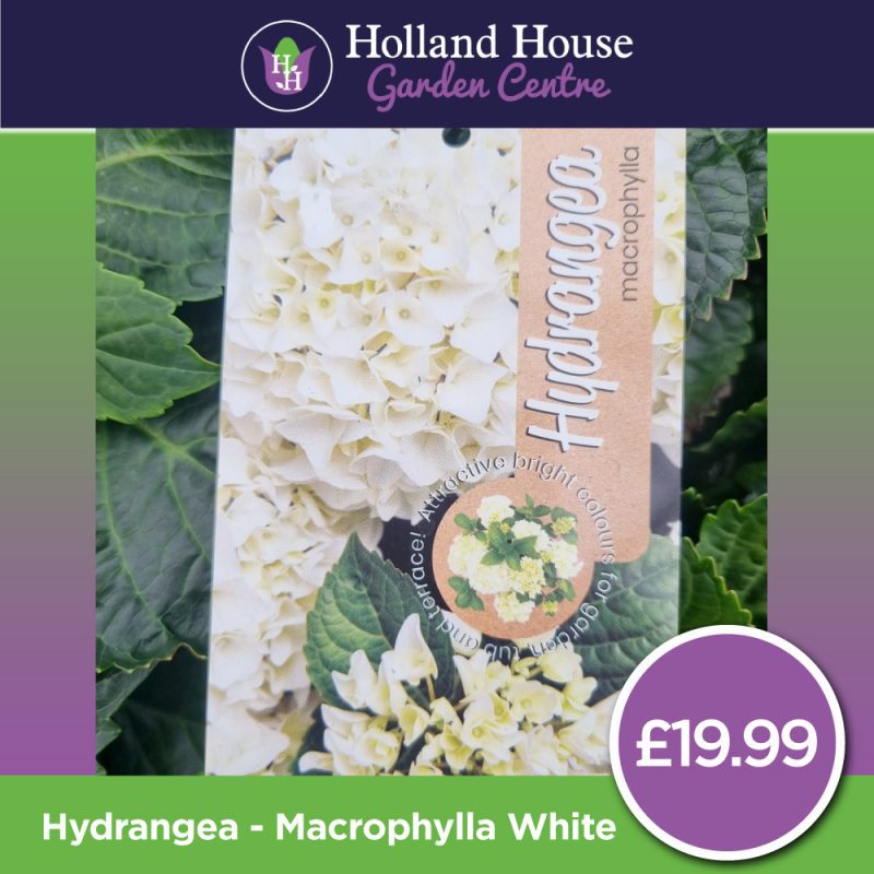 Hydrangea Macrophylla-White - Large