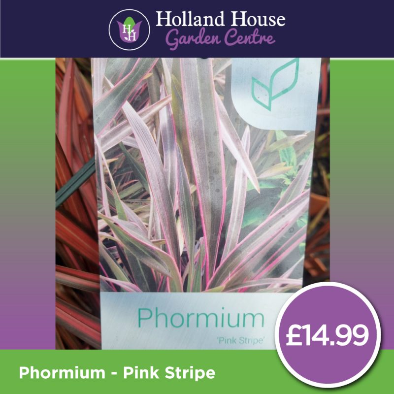 Phormium Pink-Stripe