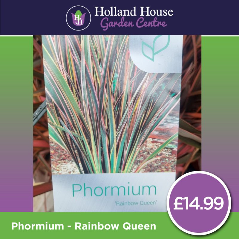 Phormium Rainbow-Queen