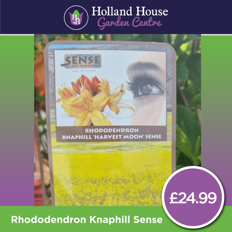 Rhododendron Knaphill Sense