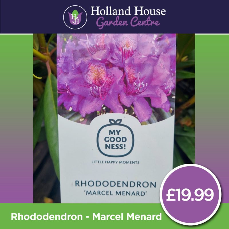 Rhododendron Marcel-Menard