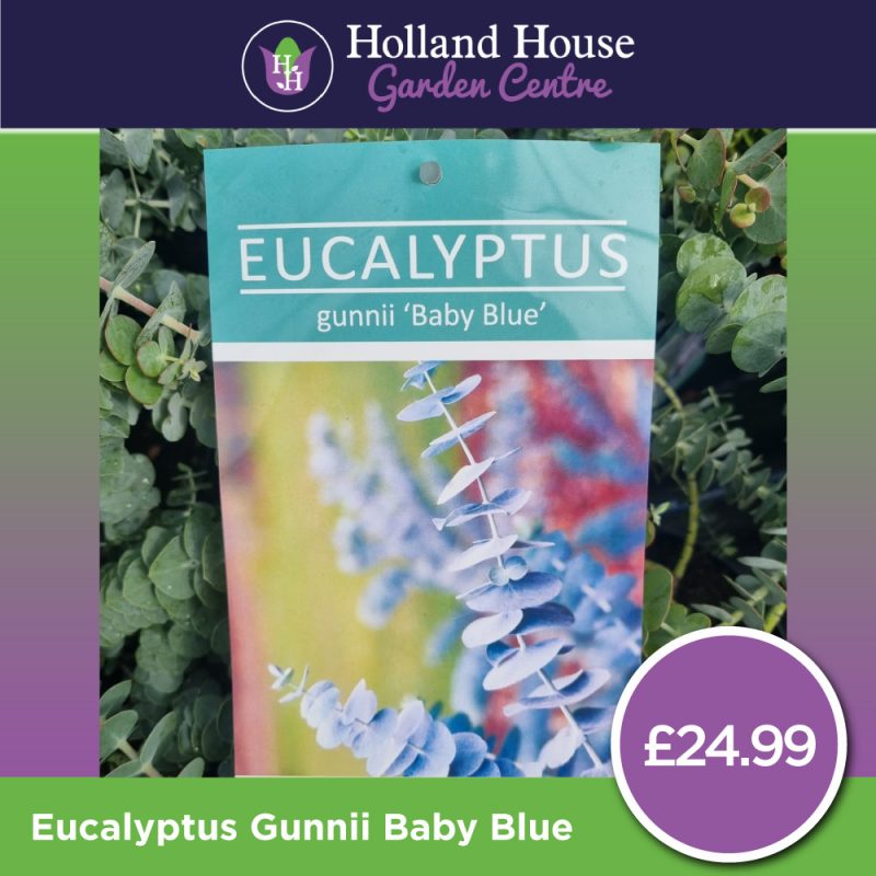 Eucalyptus Gunnii Baby Blue