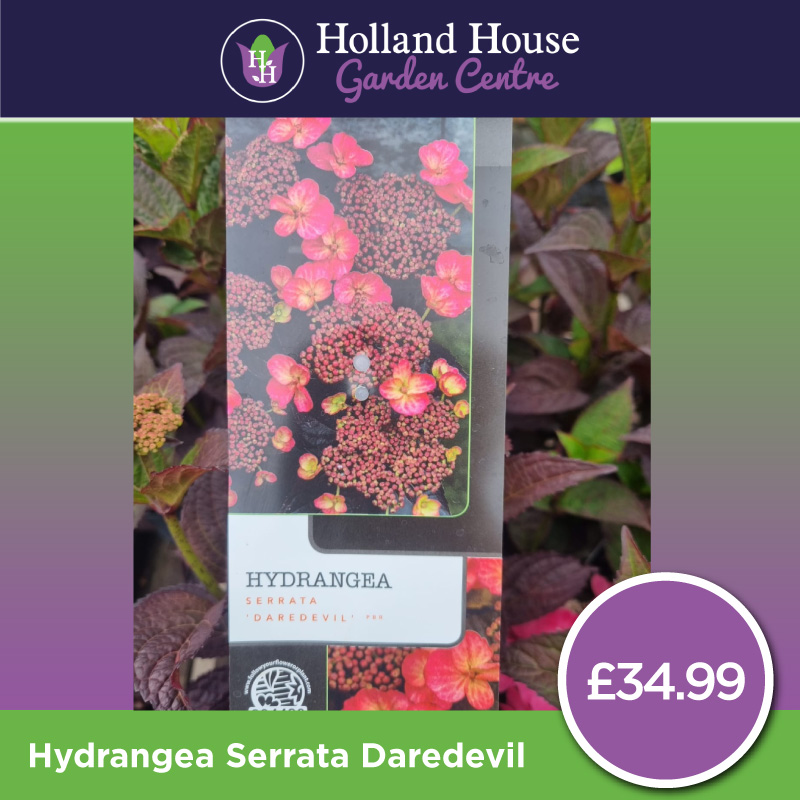 Hydrangea Serrata Daredevil