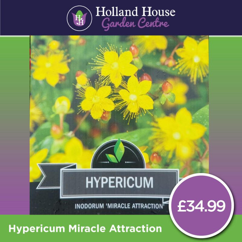 Hypericum Miracle Attraction