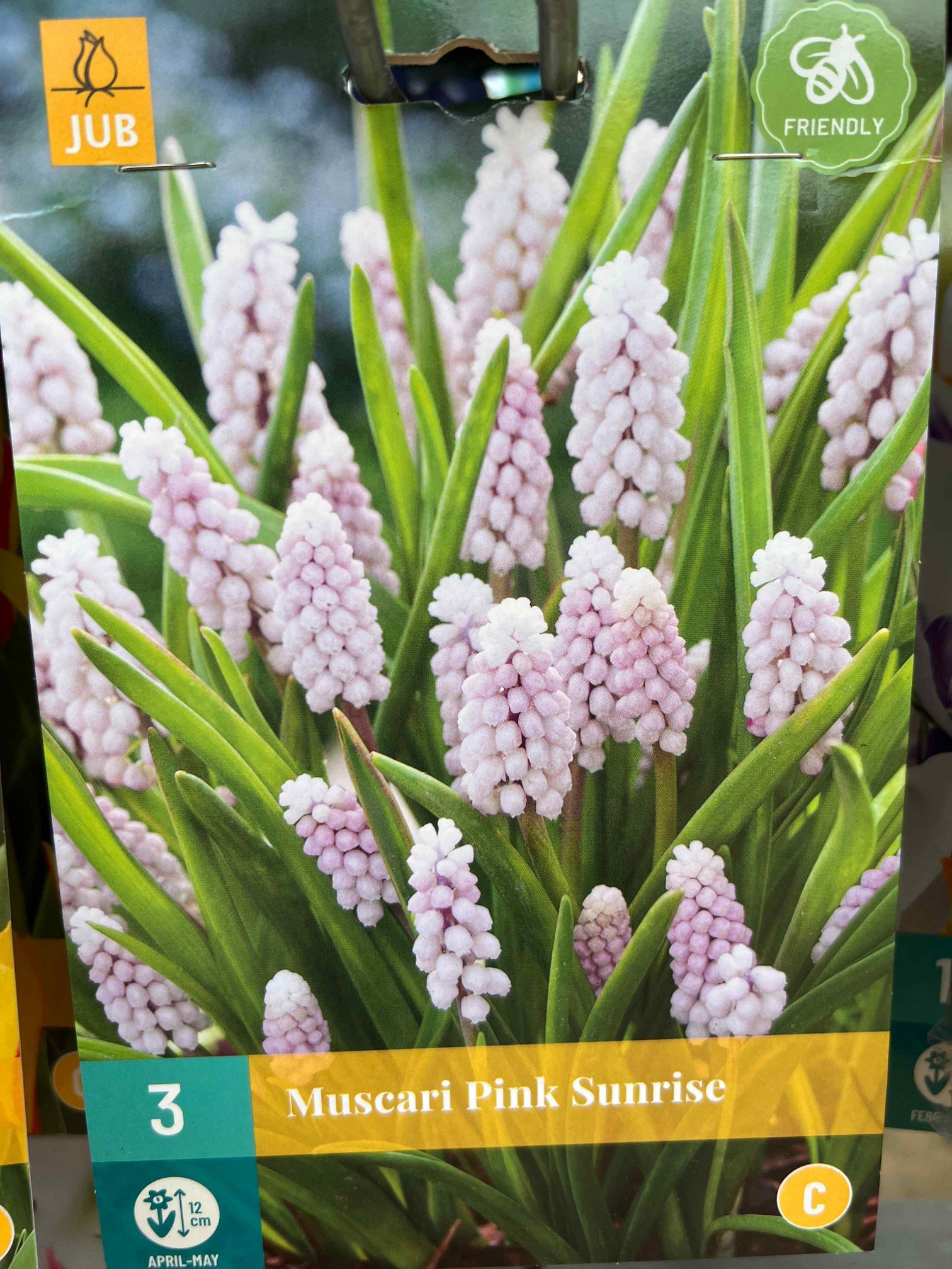 Spring Bulbs Holland House Garden Centre Preston